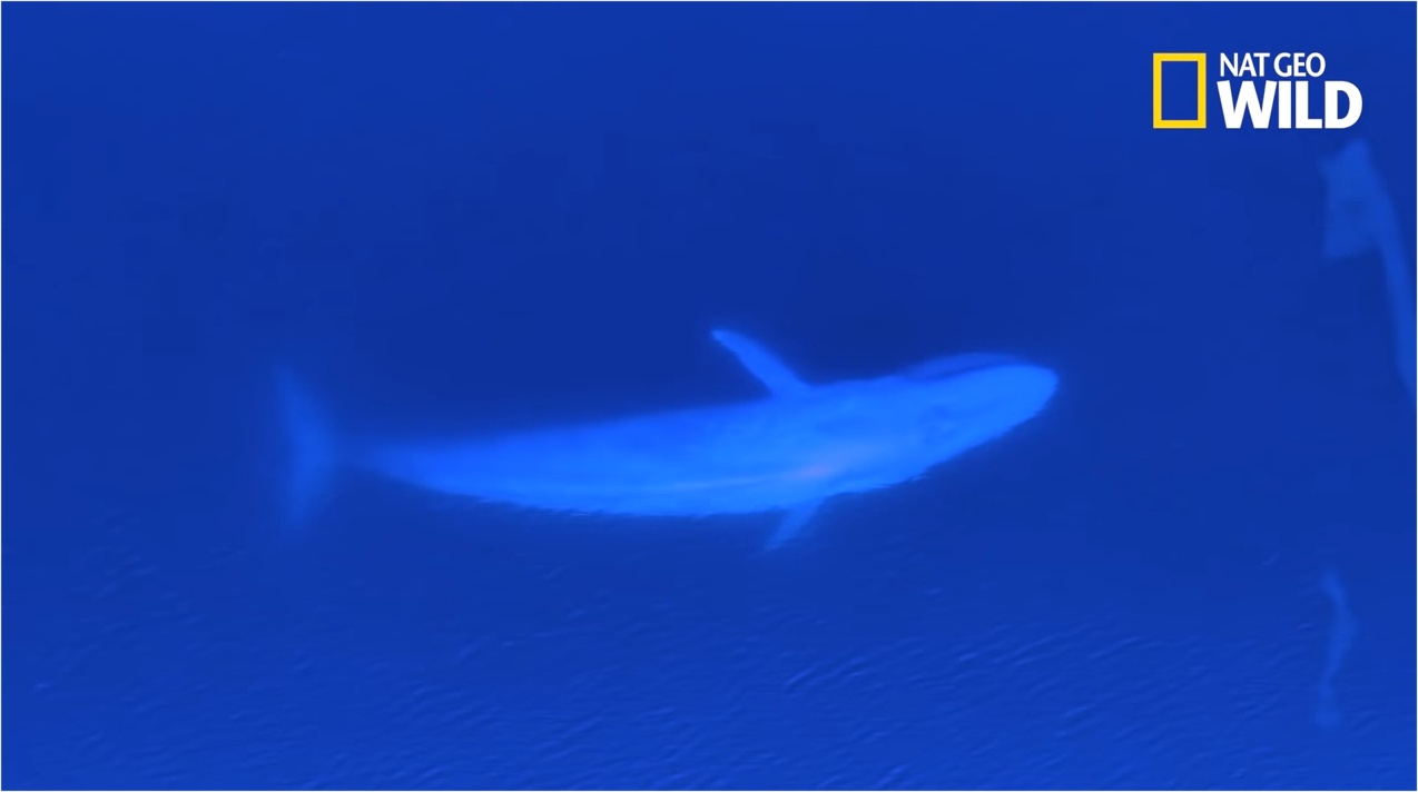 La baleine bleue